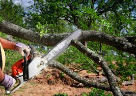 Rome, IL Tree Removal and Landscaping Services Company